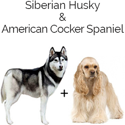 Siberian Cocker Dog
